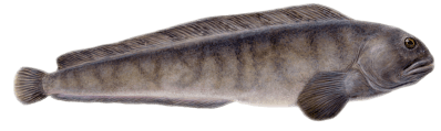 5ec80dd48892947a3863f807_catfish-min